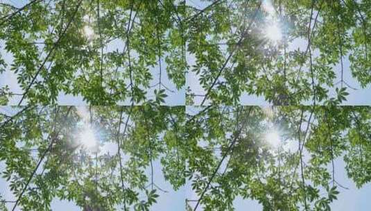 阳光穿透树叶 蓝天逆光绿叶高清在线视频素材下载