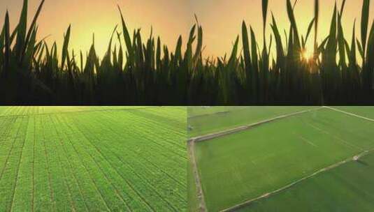 春天绿色麦田农业小麦航拍高清在线视频素材下载