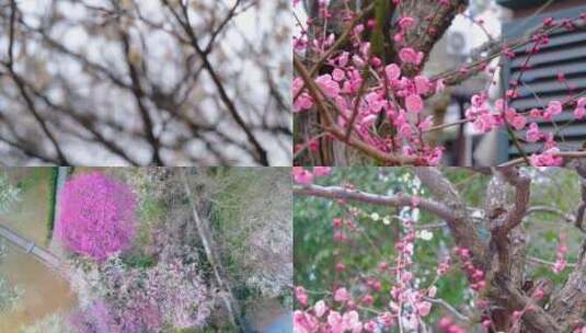 春天梅花开了风景视频素材高清在线视频素材下载