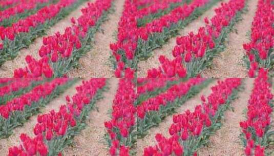 生长在田野里的粉红色郁金香高清在线视频素材下载