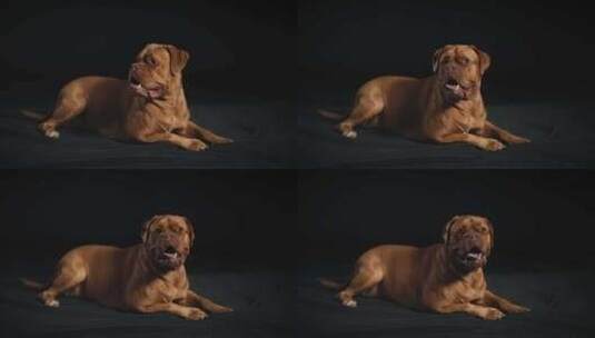 Dogue De Bordeaux，狗，高清在线视频素材下载