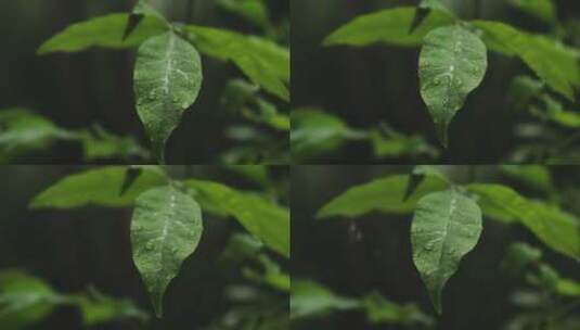 雨中植物 植物叶上的水珠高清在线视频素材下载