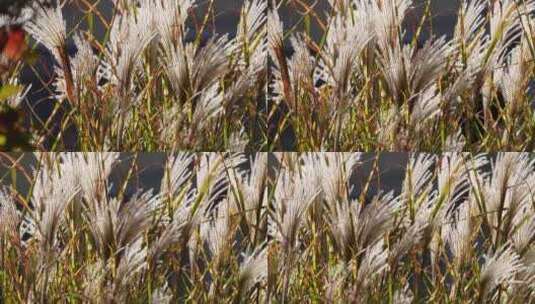 芦苇茅草植物园大自然高清在线视频素材下载
