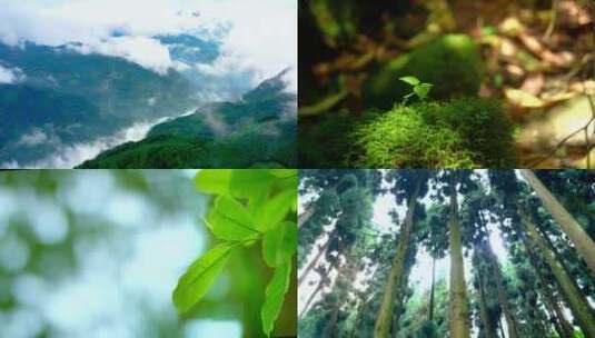 水森林空气水小溪大自然自然树叶树林水森林高清在线视频素材下载