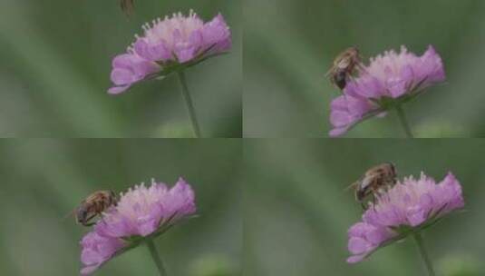 悬停苍蝇，花苍蝇，Syrphid苍蝇，昆高清在线视频素材下载