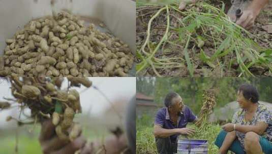 花生丰收农产品收获高清在线视频素材下载