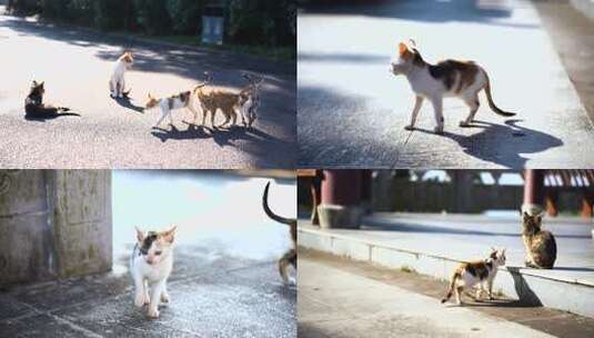 猫 流浪猫高清在线视频素材下载