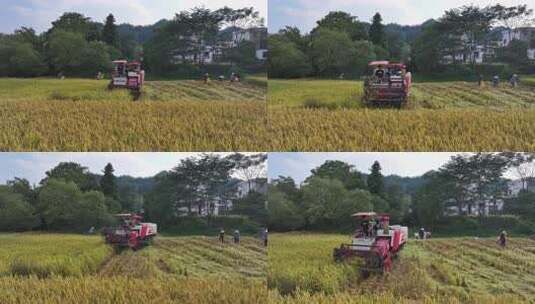 赣南稻田丰收高清在线视频素材下载