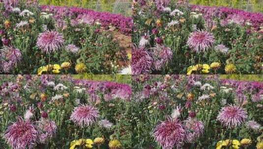 赏菊/菊花节/菊花/秋菊高清在线视频素材下载