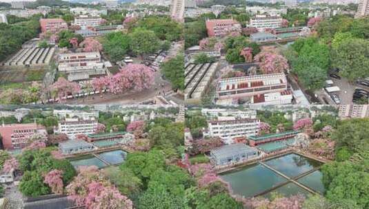 中国广东省广州市天河区华南师范大学异木棉高清在线视频素材下载