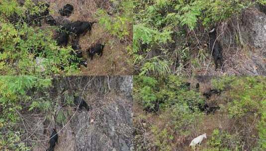 大山里的黑山羊高清在线视频素材下载