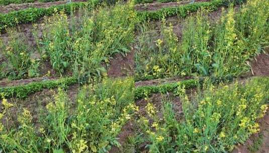 油菜种植 油菜田 乡村振兴高清在线视频素材下载