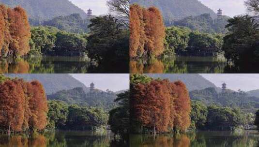 深圳仙湖植物园落羽衫林湖面航拍4k50p高清在线视频素材下载