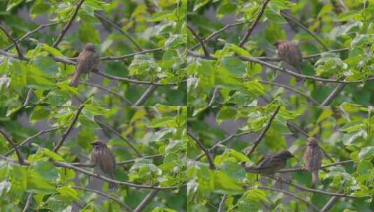 枝头栖息的一对麻雀高清在线视频素材下载