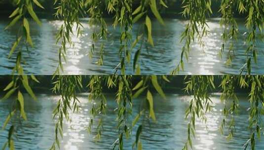 处暑白露柳树飘扬唯美清新自然视频高清在线视频素材下载