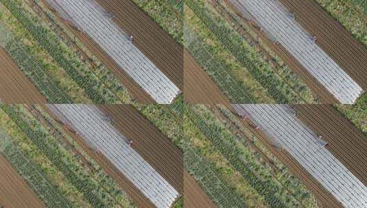 冬季蔬菜基地萝卜覆膜高清在线视频素材下载