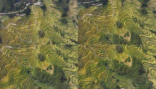 航拍浙江丽水云和梯田 秋天丰收的金色稻田高清在线视频素材下载