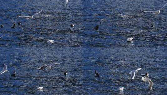 海面上海鸥与鸭子同框画面高清在线视频素材下载