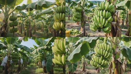 香蕉种植园高清在线视频素材下载