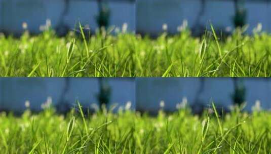 4K升格草坪上的狗尾巴草空镜意境实拍视频高清在线视频素材下载