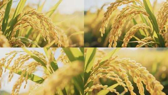 成熟稻穗特写高清在线视频素材下载