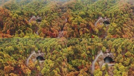 秋天树林美景航拍高清在线视频素材下载
