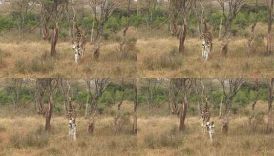 一个男人提着水桶和一只长颈鹿一起在丛林中行走高清在线视频素材下载