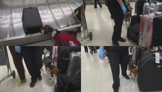 警犬嗅探机场行李寻找毒品高清在线视频素材下载