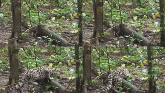 雨林里狩猎的豹猫高清在线视频素材下载