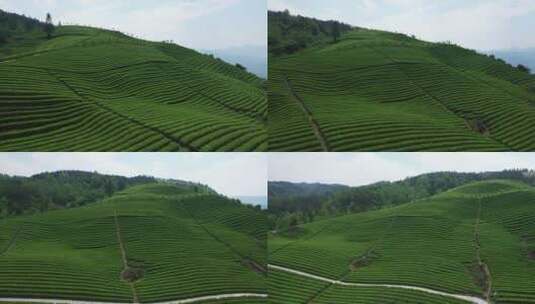 航拍恩施鹤峰走马木耳山茶谷生态田园茶园高清在线视频素材下载