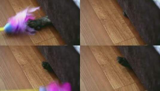 沙发下的猫在玩弄羽毛高清在线视频素材下载