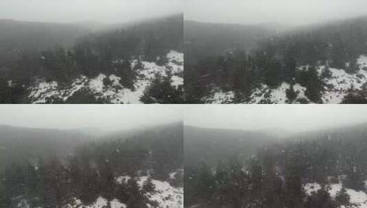 松林里的暴风雪高清在线视频素材下载