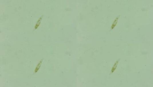 微生物硅藻 2高清在线视频素材下载