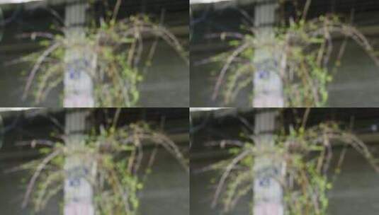 街道 绿植  雨滴 大雨 升格4K高清在线视频素材下载