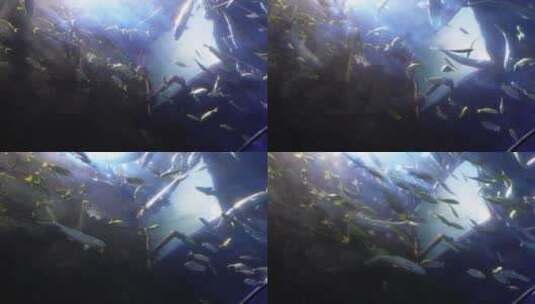动物园海底世界巨型深海鱼类高清在线视频素材下载