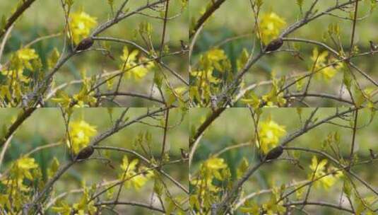 鲜花春季迎春花报春花连翘花高清在线视频素材下载