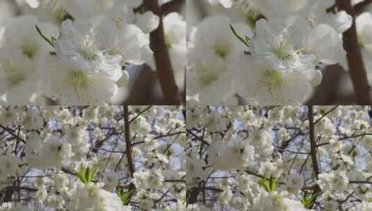 【镜头合集】白色花朵花瓣桃花梅花高清在线视频素材下载