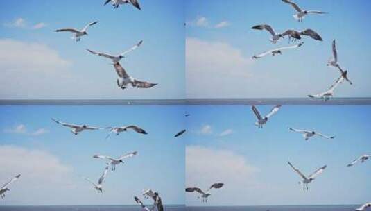 唯美 海鸥 升格 慢镜头 海鸟 青海湖高清在线视频素材下载