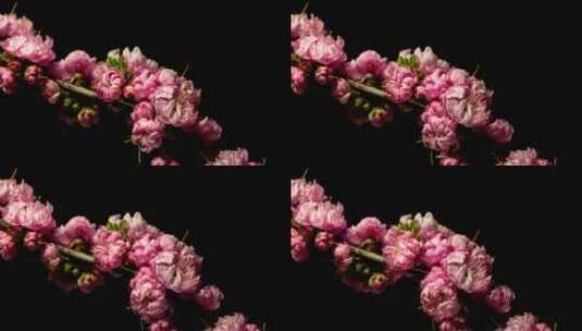 4K延时摄影花朵绽放高清在线视频素材下载