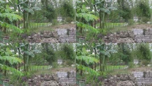 农村院子竹子绿植围挡高清在线视频素材下载