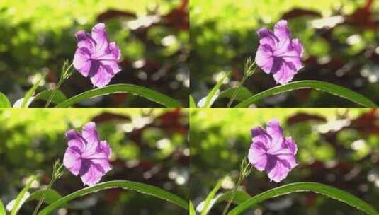 花 小花 紫色花 绿化 路边 景观高清在线视频素材下载