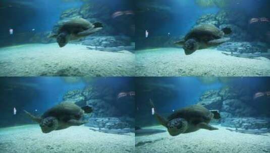 海龟 海洋生物 大自然 爬行动物 水下摄影高清在线视频素材下载