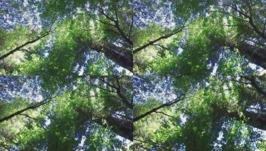 夏季茂密的森林里面树木匆匆高清在线视频素材下载