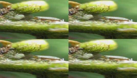 自媒体素材 显微镜下的蚜虫7高清在线视频素材下载
