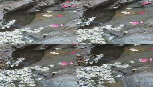 秋天小溪里的花朵4K实拍视频 (11)高清在线视频素材下载