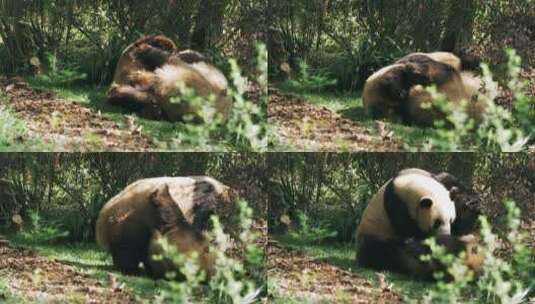 两只成年大熊猫在一起玩耍约会高清在线视频素材下载