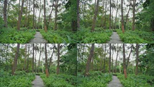 植物园森林公园林间小路高清在线视频素材下载