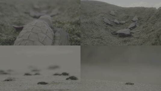 海龟宝宝穿过沙滩游入大海高清在线视频素材下载