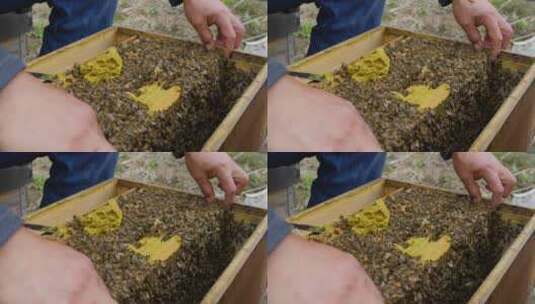 养蜂人工作特写把蜜蜂从蜂箱提出来高清在线视频素材下载