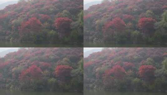 济南红叶谷景区，秋季满山红叶景观高清在线视频素材下载